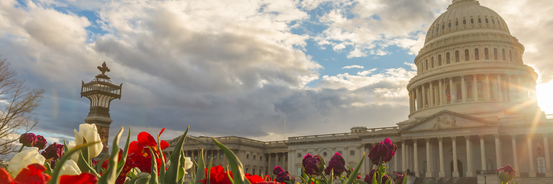 The U.S. Capitol building with flowers in front.